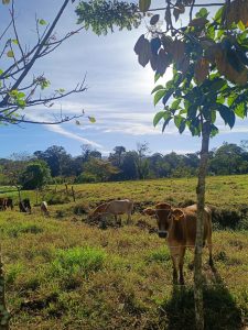 
Brown cows graze in a sunny green pasture with trees and a bright blue sky.