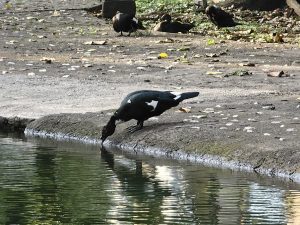 A dark-colored bird with a shiny greenish-black body and a distinctive white patch on its wings leans over a water edge, dipping its beak into the calm surface of the water.