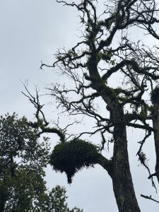 A tall, weathered tree with moss-covered branches and hanging green ferns stands beneath a cloudy sky.
