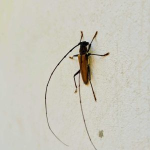 Long-horned beetle hanging vertically on a white concrete wall.