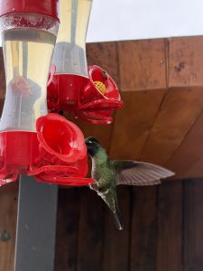 A green hummingbird hovering with wings extended beside a red plastic nectar feeder under a wooden roof.