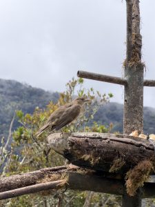 
A clay-colored thrush perched on a wooden feeder with misty mountains in the background.