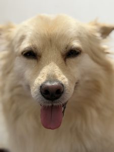 Close-up portrait of a golden brown dog with its tongue out.