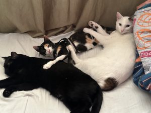 Three cats resting together on a bed — a black cat, a calico cat wearing a harness, and a white cat looking at the camera.