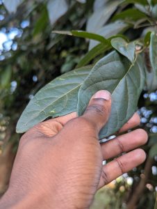 A close-up view of a hand holding two large, green leaves. 
