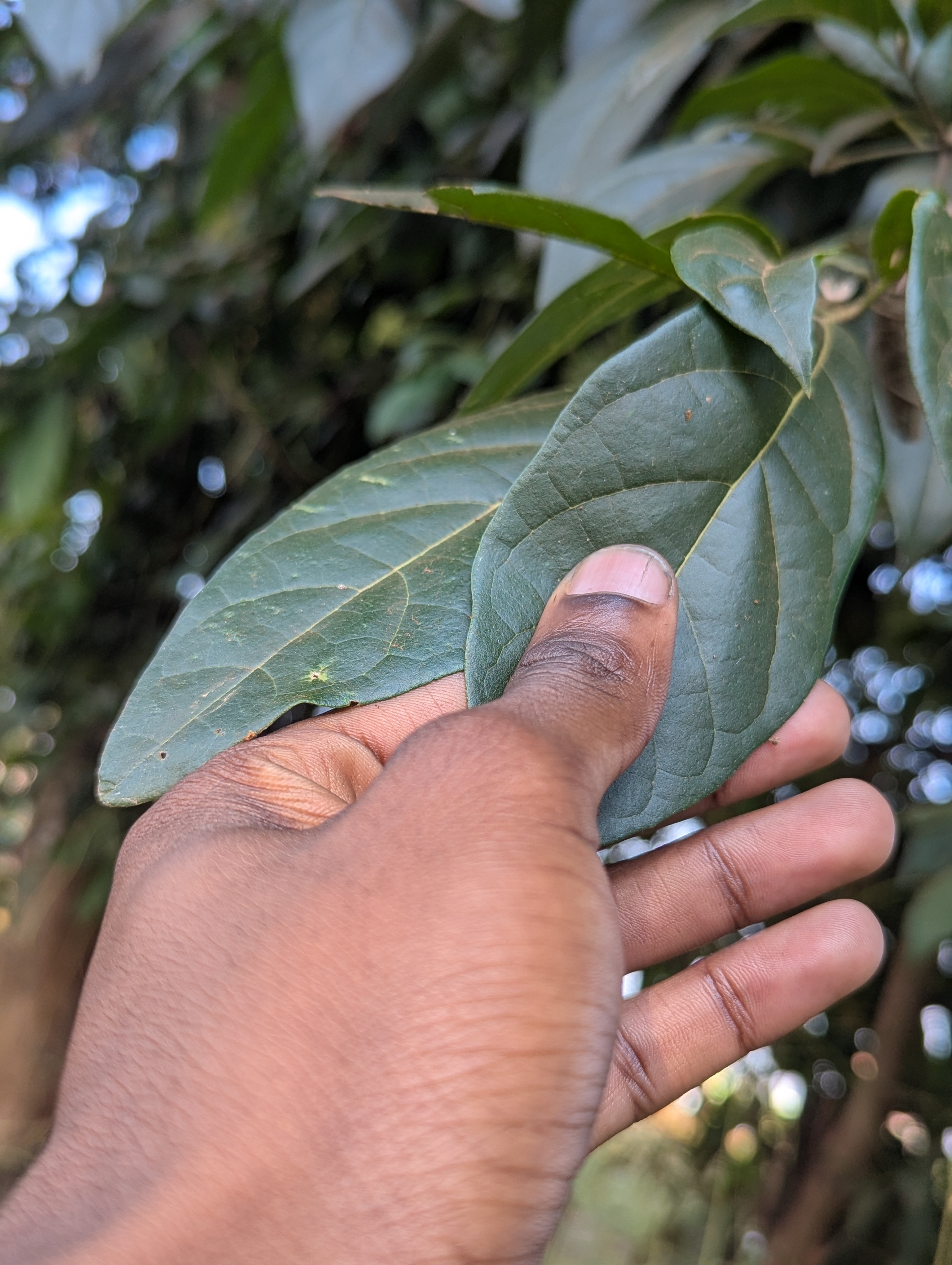 A close-up view of a hand holding two large, green leaves.