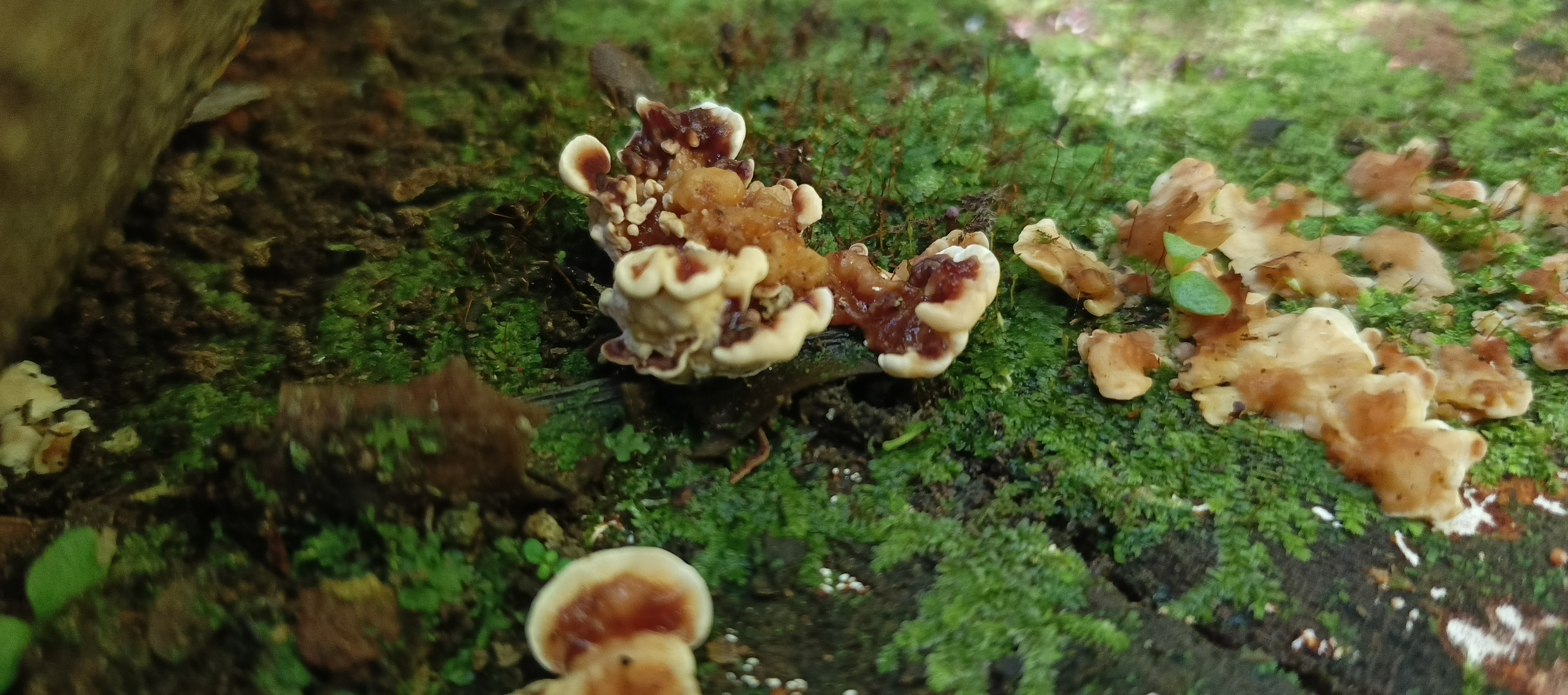 Cluster of cream, reddish-brown, and orange wavy fungi growing across moss-covered decaying wood.