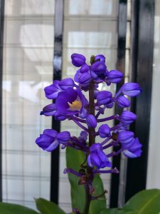 A tall cluster of vibrant purple orchid flowers stands out against a backdrop featuring black framing and light-colored panes.
