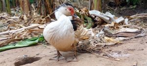 A white duck with a black crest and red face standing on dry ground among leaves and vegetation.
