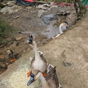 Three geese and one duck in a poorly maintained barn, with one bird looking toward the camera.