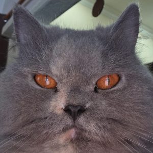 Close-up of a gray cat's face.