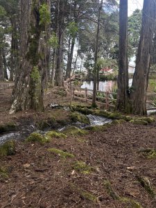 A forest with a small stream, tall trees, and a wooden walkway.