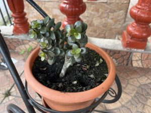 A small, succulent plant is growing in a terracotta pot. 