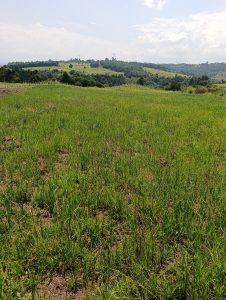 
Open fields with green oat crops, rolling hills, and a partly cloudy sky.