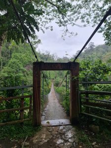 A narrow suspension bridge stretches through a lush tropical forest, inviting visitors to cross into the heart of the rainforest