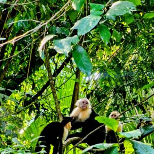 A group of Panamanian White-faced Capuchin monkeys in a tree top
