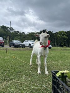 
White goat wearing a red scarf standing on green grass with trees and cars in the background.