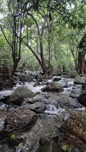 A serene natural scene featuring a gentle stream flowing through a lush green forest.
