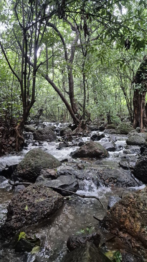A serene natural scene featuring a gentle stream flowing through a lush green forest.
