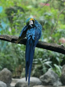 Blue-and-yellow macaw perched on a branch, preening its vibrant blue feathers against a softly blurred green background.
