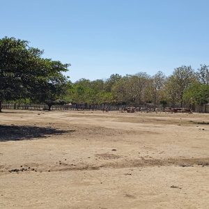 Open rural field with grazing cows, scattered trees, and a clear blue sky.
