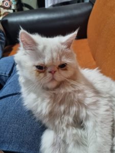 Fluffy white Persian cat resting on a person's lap indoors.
