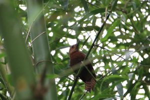 A Rufous Woodpecker perches on a bamboo stalk amidst lush green foliage. They are medium-sized brownish woodpecker with a short dark bill.
