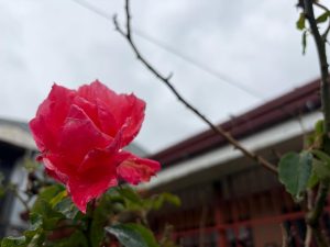 Close-up of a bright pink rose with water droplets on its petals and leaves, photographed against a softly blurred residential background.
