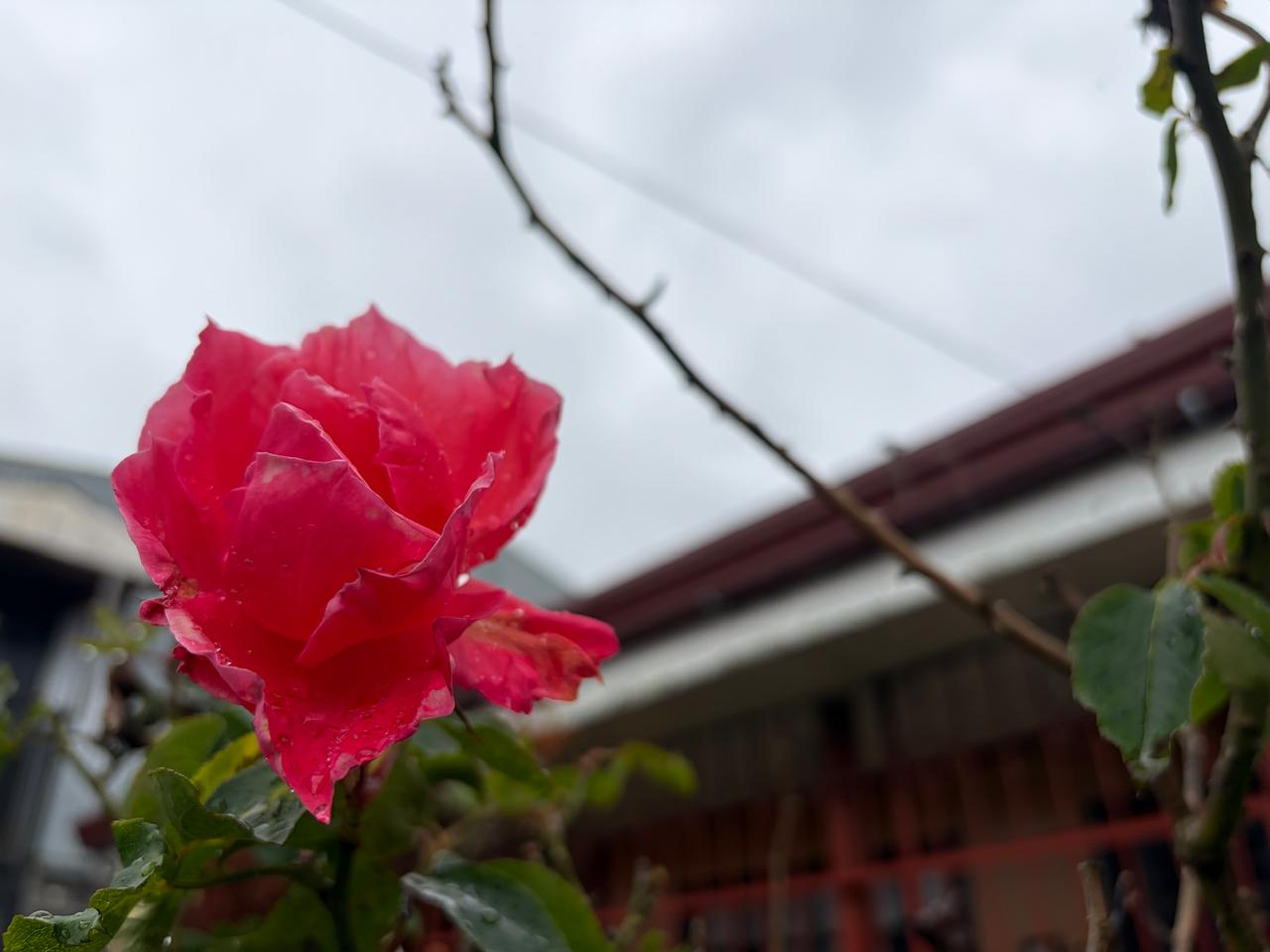 Close-up of a bright pink rose with water droplets on its petals and leaves, photographed against a softly blurred residential background.