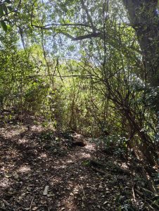 A narrow path winds through a dense forest filled with various shades of green foliage
