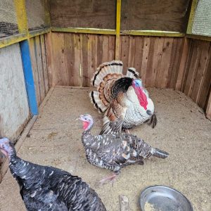 Three turkeys inside a stable, with one male displaying its features and two females with gray-brown feathers.