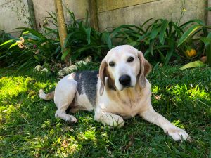 
A white, brown, and black dog resting on green grass in a sunny garden.