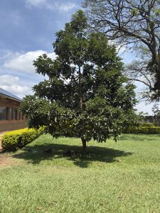 A leafy green tree stands on a grassy lawn with a building in the background.
