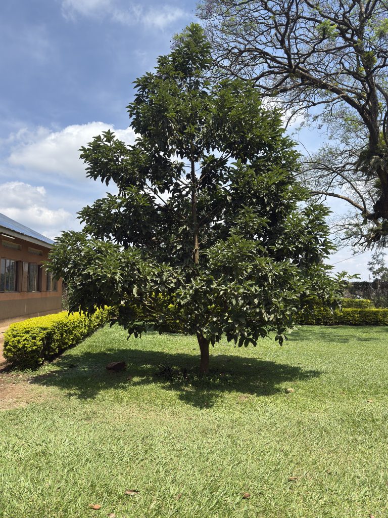 A leafy green tree stands on a grassy lawn with a building in the background.
