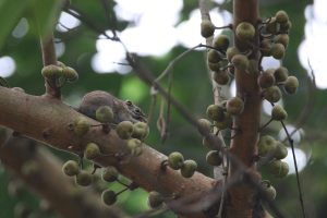 A small, gray squirrel perches on a branch laden with small fruits. The branch is thick and textured. The background is blurred with green leaves and hints of sky. 
