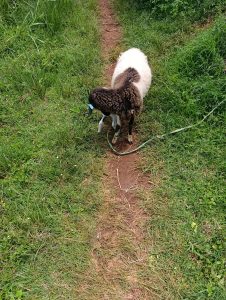 .


A sheep with a brown and white coat is standing on a dirt path surrounded by lush green grass