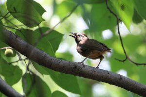 A small, brown bird perches on a branch against a backdrop of vibrant green leaves with its beak open wide. The bird's tail is missing, possibly attacked by bird of prey.