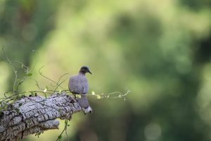 A serene photograph captures a small dove perched on a textured tree branch against a softly blurred background of lush green foliage.
