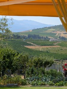 Scenic view of lush green vineyard hills and distant mountains framed under a yellow umbrella awning.