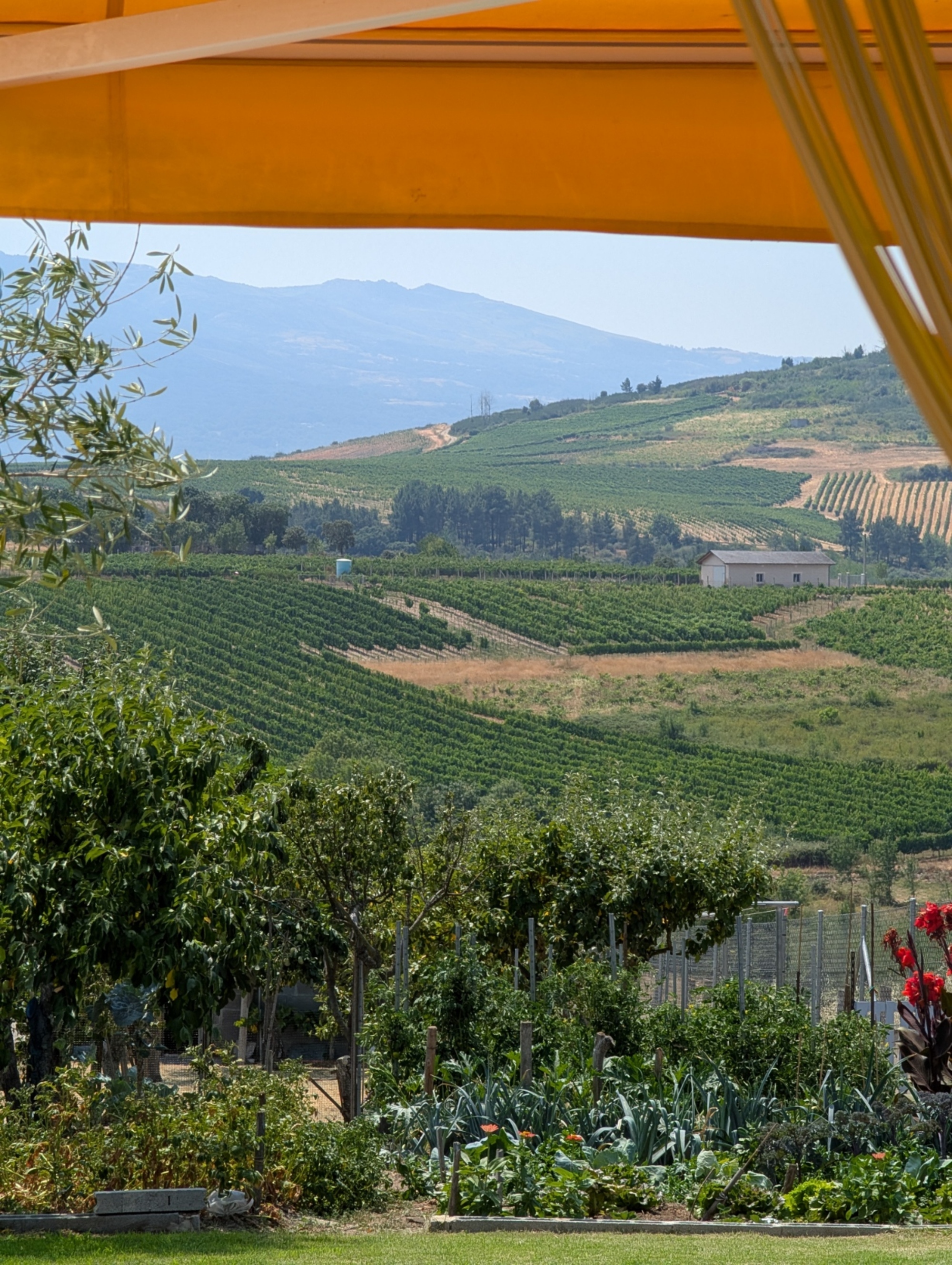 Scenic view of lush green vineyard hills and distant mountains framed under a yellow umbrella awning.