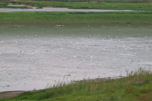 A serene wetland scene featuring a large flock of white birds gathered on the water’s surface. Lush green vegetation lines the shore in the foreground, with tall grasses and reeds visible. In the background, there are more bodies of water and grassy areas extending into the distance.