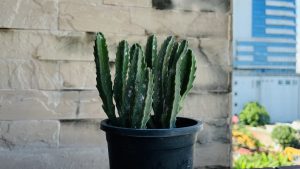 A potted cactus with tall, slender, green stems stands in a simple black pot.
