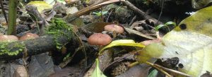 Several reddish-brown mushrooms with rounded caps growing among fallen leaves and decaying wood.
