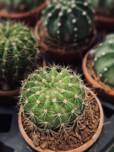 A small green cactus covered with fine golden spines sits in a clay pot among other cacti. The soft background blur highlights its unique texture and shape. Captured in Palazhi, Kozhikode, Kerala.