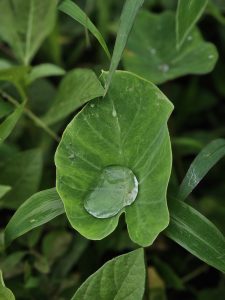 A clear water droplet rests on a fresh green Taro (Colocasia esculenta) leaf, reflecting the surrounding foliage. The close-up captures the leaf's texture, natural patterns, and the beauty of a simple moment after rain. Captured in Peruvayal, Kozhikode district, Kerala