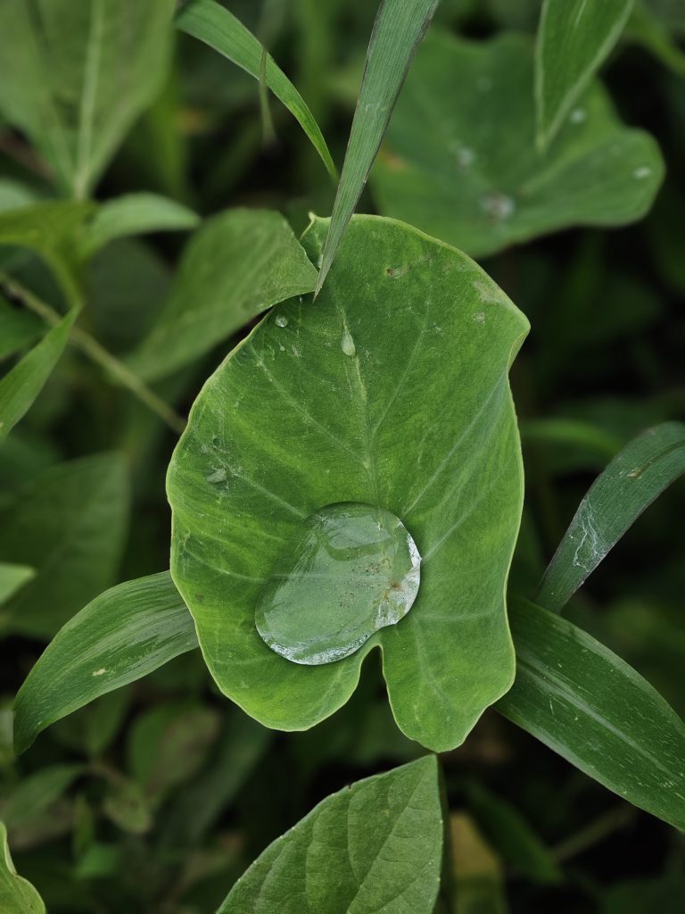 A clear water droplet rests on a fresh green Taro (Colocasia esculenta) leaf, reflecting the surrounding foliage. The close-up captures the leaf's texture, natural patterns, and the beauty of a simple moment after rain. Captured in Peruvayal, Kozhikode district, Kerala