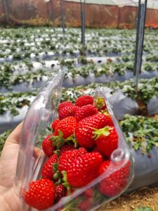
Fresh red strawberries picked in a greenhouse.
