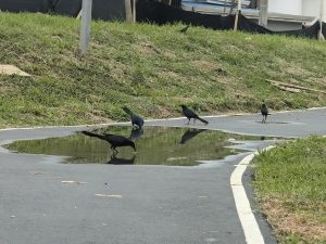 
Four black birds drinking from a puddle on a paved path.