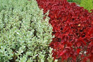A contrasting garden featuring light greens plant on the left side and vibrant red-leafed plant on the right.