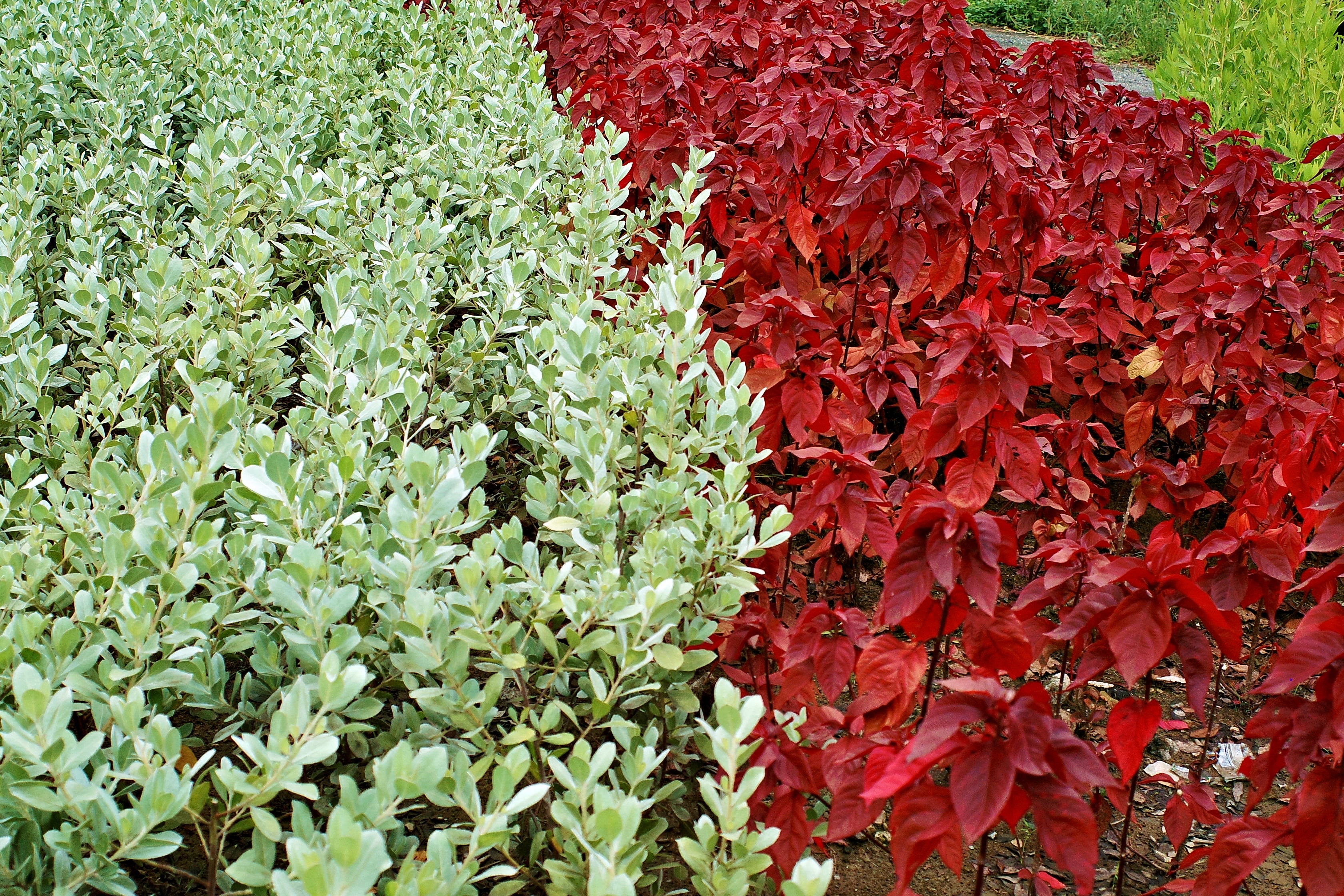 A contrasting garden featuring light greens plant on the left side and vibrant red-leafed plant on the right.